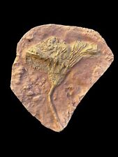 Timeless Elegance: Exquisite Moroccan Crinoid Sea Lily Fossil - A Window into Pr picture