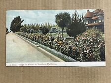 Postcard Southern California Rose Hedge Posted Monrovia CA 1905 Vintage UDB picture