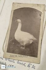 A Goose that Lived to Be Nearly 100?? Unusual Rare Animal CDV Photo Antique picture