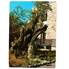 Jerusalem The Garden of Gethsemane Postcard Continental Chrome Unposted picture
