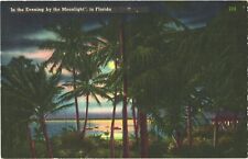 View Of Palm Trees And The Bay, In The Evening By Moonlight In Florida Postcard picture