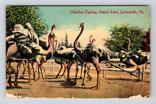Postcard Jacksonville FL Florida Ostrich Farm Fighting Ostriches picture