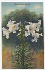 Bermuda Lilies Bermuda Linen Postcard picture