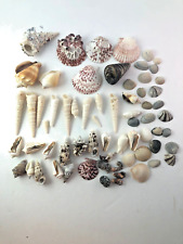 Mixed Lot of  69 Seashells picture