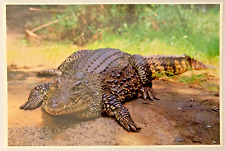 Alligator at Silver River Postcard Silver Springs Florida Unposted White Border picture