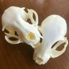 Hot 2 pcs real animal skull, specimen, collectible， 9cm x 5.5cm，taxidermy picture