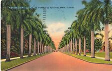 Clearwater FL Florida, Palm Lined Avenue in the Sunshine State, Vintage Postcard picture