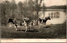 c.1910 Contented With Nature- Cows In Field-Posted Postcard picture
