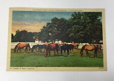 Used Postcard Horse 
