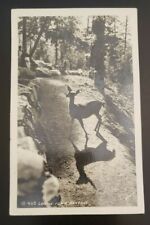 RPPC Vintage Postcard Looking for a Handout Deer Woods Path picture
