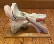 Vintage Anatomical Human Ear Model Denoyer-Geppert Medical School Hand-Painted picture