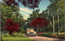 Vintage Everglades National Park Palm Lined Drive Florida FL Postcard picture