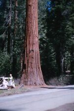 1963 Yosemite National Park California Huge Tree Old Woman Beside Vtg 35mm Slide picture