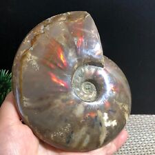 Natural beautiful Color Conch Ammonite Fossil Quartz Specimen Reiki 586g d62 picture