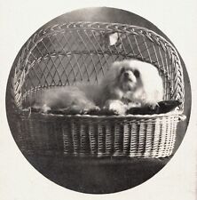 Antique RPPC Photo Postcard White Poodle Dog Puppy Pet In Basket Bed Early 1900s picture