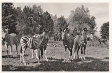 Vintage Animal  Postcard  ZEBRAS IN FIELD  RPPC    UNPOSTED picture