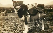 RPPC Postcard 'Murphy' Husky Dog Carries Pack w/ Camping Gear, Seward AK picture