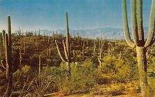 Yuma Arizona AZ Saguaro Forest Cactus Cacti Succulent Southwest Fauna Postcard picture