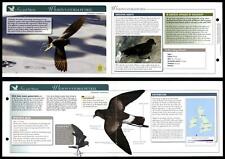 Wilson's Storm-Petrel Sea & Shore Birds Of Britain Atlas Editions Fold Out Card picture