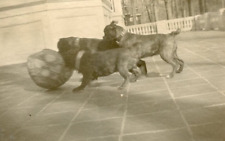 ZZ772 Original Vintage Photo BOSTON TERRIERS FRENCH BULLDOGS PLAYING c 1900's picture