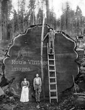Vintage Redwood Sequoia Logging Photo Big Logs People & Man on Ladder California picture