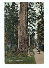 Big Trees Victoria British Columbia, Canada 1912 Vintage Postcard picture