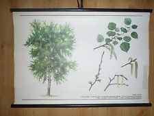 Original vintage pull down school chart of tree European aspen picture