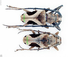 Cerambycidae - Longhorn Beetle - Paraleprodera Crucifera (Pair)  - NorthThailand picture