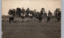 RURAL DAIRY COWS IN FARM FIELD c1910 real photo postcard rppc picture