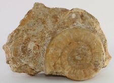 Fossil Awesome Ammonite &Shells Old Find Belmont Alsace Region France COA 2883 picture