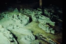 VTG 35mm Slide~St. Augustine Old Indian Burial Ground~Fountain Of Youth Florida picture