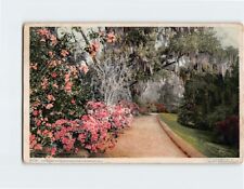 Postcard The Slope Walk Magnolia-on-the-Ashley South Carolina USA picture