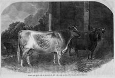 COWS, DURHAM AND DEVON COWS, LIVESTOCK, NEW YORK STATE, FARM STOCK ENGRAVING picture