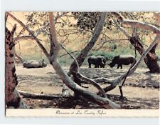 Postcard Rhinoceros at Lion Country Safari California USA picture