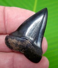 BEAUTIFUL - MAKO SHARK TOOTH - OVER 1 & 9/16 in. - REAL FOSSIL picture