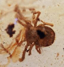 Two Rare Ricinulei (Hooded Tick-Spiders), Fossil inclusion in Burmese Amber picture