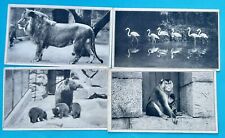 US National Zoological Park. Washington DC. Lion Brown Bear Macaque Postcards picture
