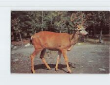 Postcard A Ten Pointer, The stately buck picture
