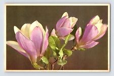 Postcard Magnolia Purple White Flower Thor Gyger Stehli 14 Series 1940s Unposted picture
