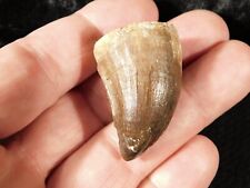 100 Million Year Old Mosasaurus TOOTH Fossil From Morocco 16.1gr picture