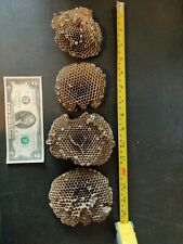 Paper Wasp Nest - Lot of 4 picture