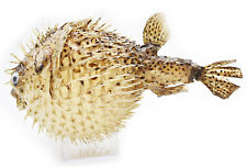 Real Giant Dried Porcupine Fish (13