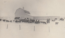 Postcard RPPC 1910's Dairy Farm and Barn, Cows Cattle Horses in Winter Scene picture