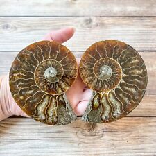 Ammonite Fossil Pair with Calcite Chambers 226g, Polished picture