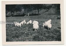 Vintage photo 1935 - group of white Pomeranian dogs on grass picture