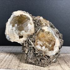3.39lbs  Florida Honey Calcite Crystal Cluster Clam Fossil Specimen Matrix WE-11 picture