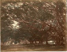 Indonesia, Java, Buitenzorg Botanical gardens, Waringin tree, Bogor Vintage pri picture