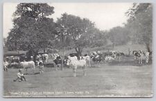 Home Farm Holstein Herd Centre Valley Pennsylvania Vintage Divided Back Postcard picture