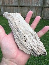 Texas Petrified Wood Buggy Rotted Branch Piece 7