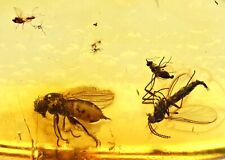 Three Different Diptera species, Fossil Inclusion in Baltic Amber picture